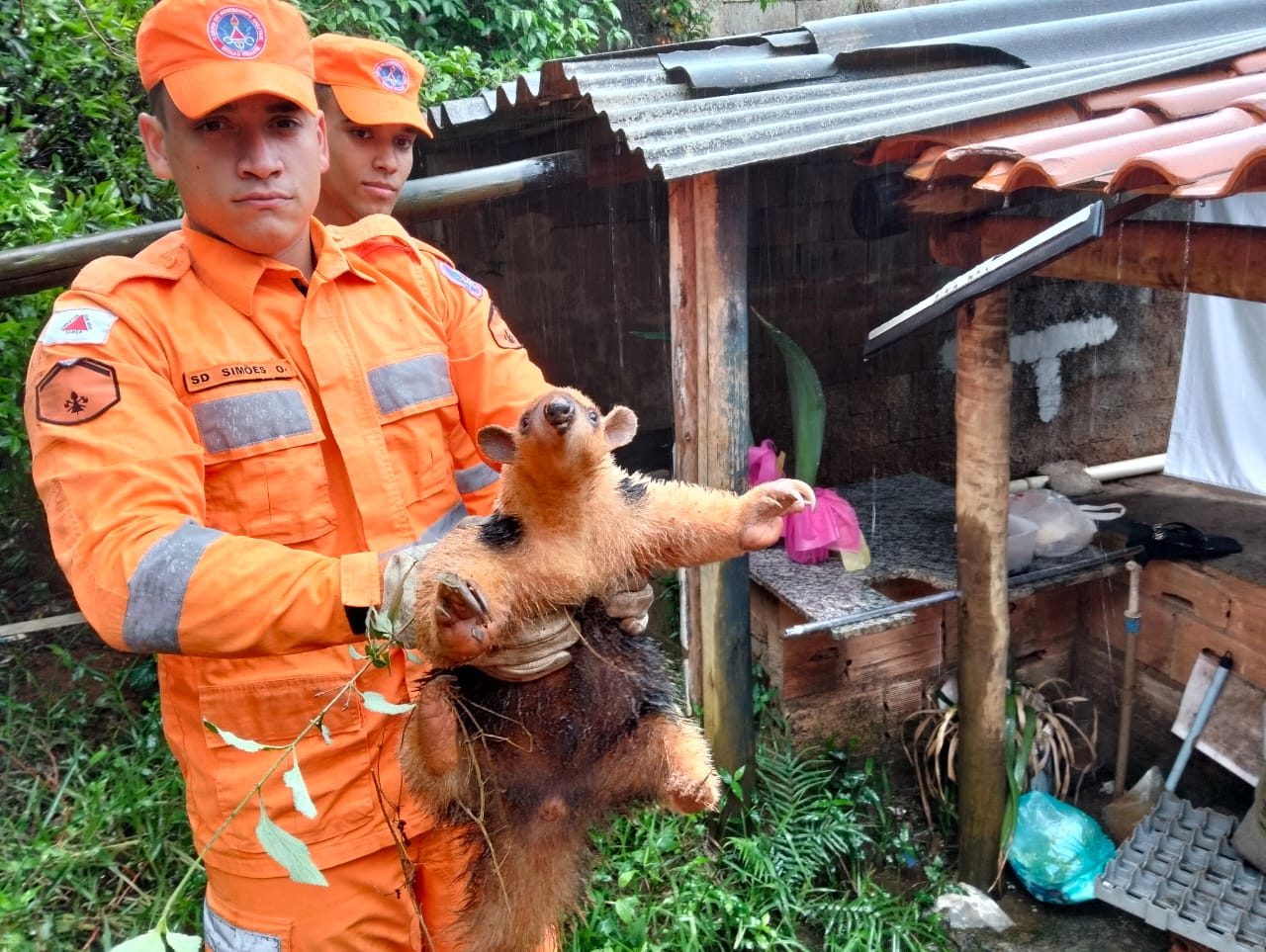 Tamanduá é resgatado em quintal de residência no bairro Bálsamo, em Itabira