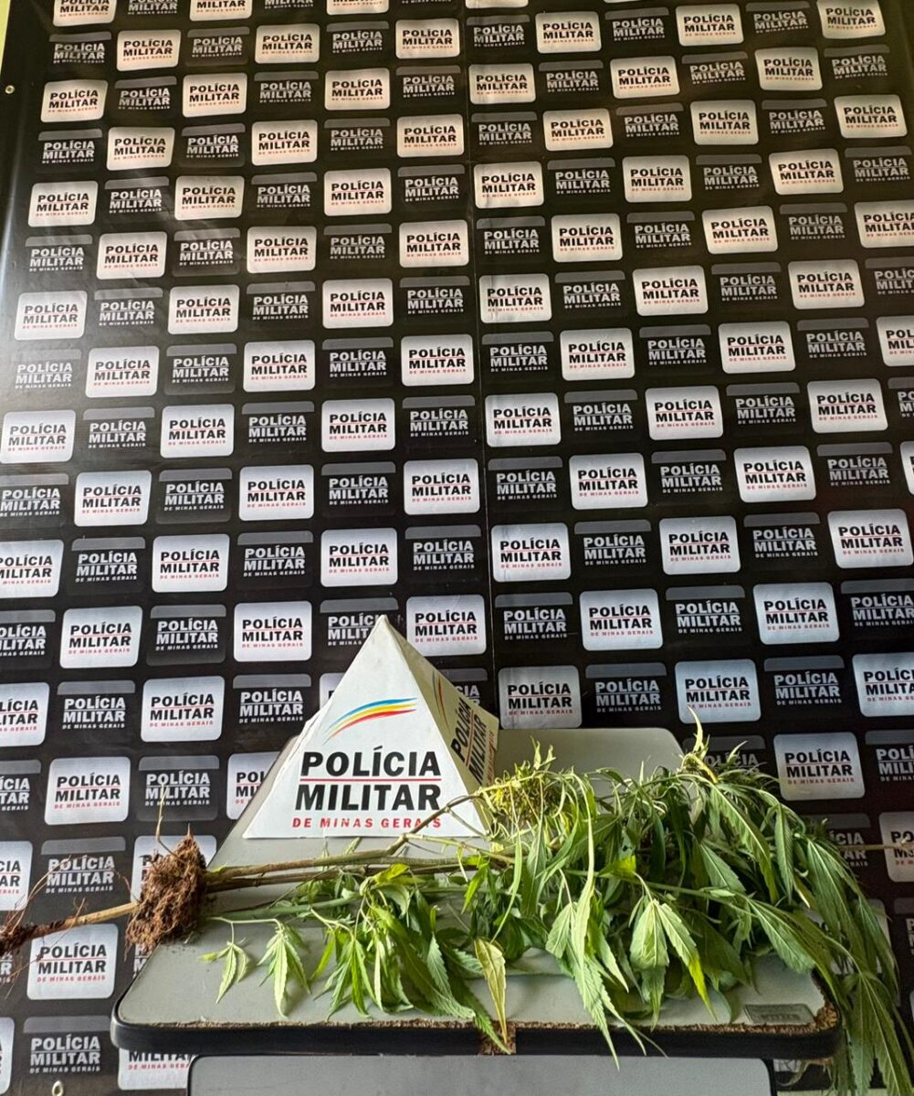 Homem é preso após PM encontrar pé de maconha em terreno no Centro de Itambé do Mato Dentro