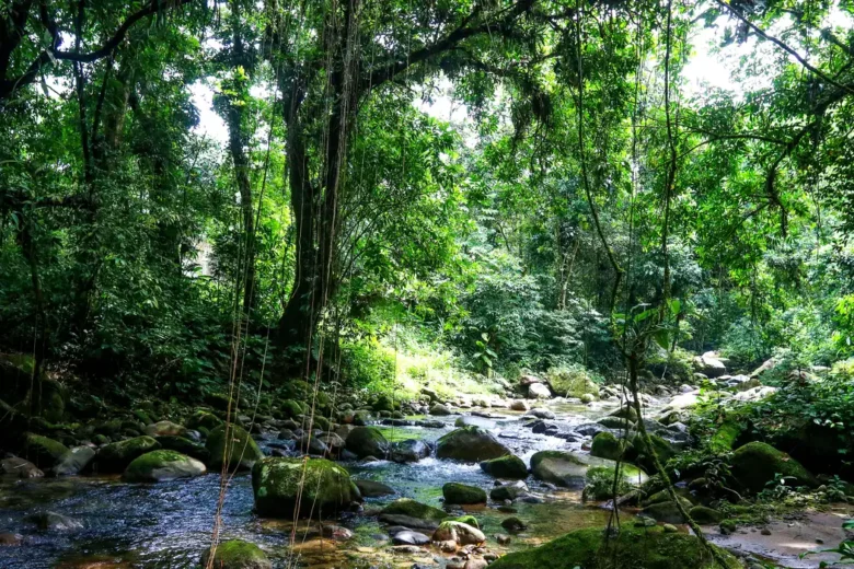 Projeto de lei busca proteger Mata Atlântica e nascentes com reserva biológica em Itabira