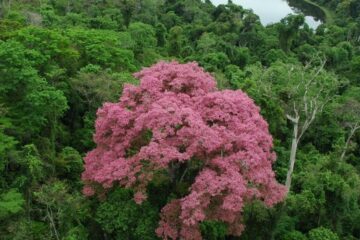 Instituto Estadual de Florestas prepara organização parceira para gestão do Parque Estadual do Rio Doce