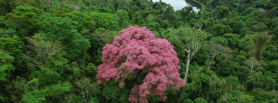 Instituto Estadual de Florestas prepara organização parceira para gestão do Parque Estadual do Rio Doce