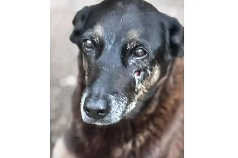 Justiça determina retirada de informações das redes sociais sobre adolescentes suspeitos da morte do cão Orelha