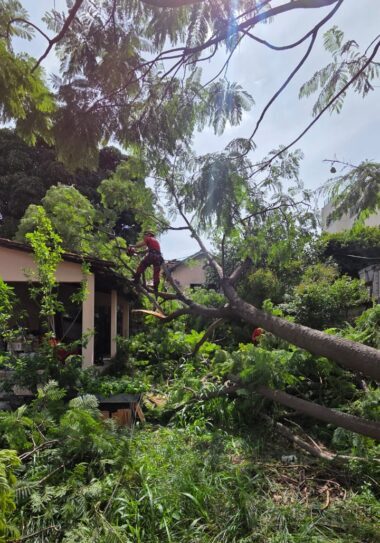 Temporal com ventos de até 100 km/h causa quedas de árvores em BH, apesar de pouca chuva registrada