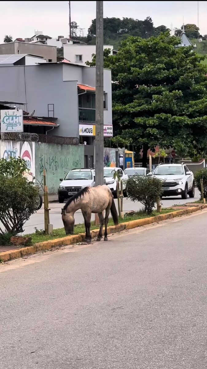Itabira reforça fiscalização contra animais de grande porte soltos em vias públicas
