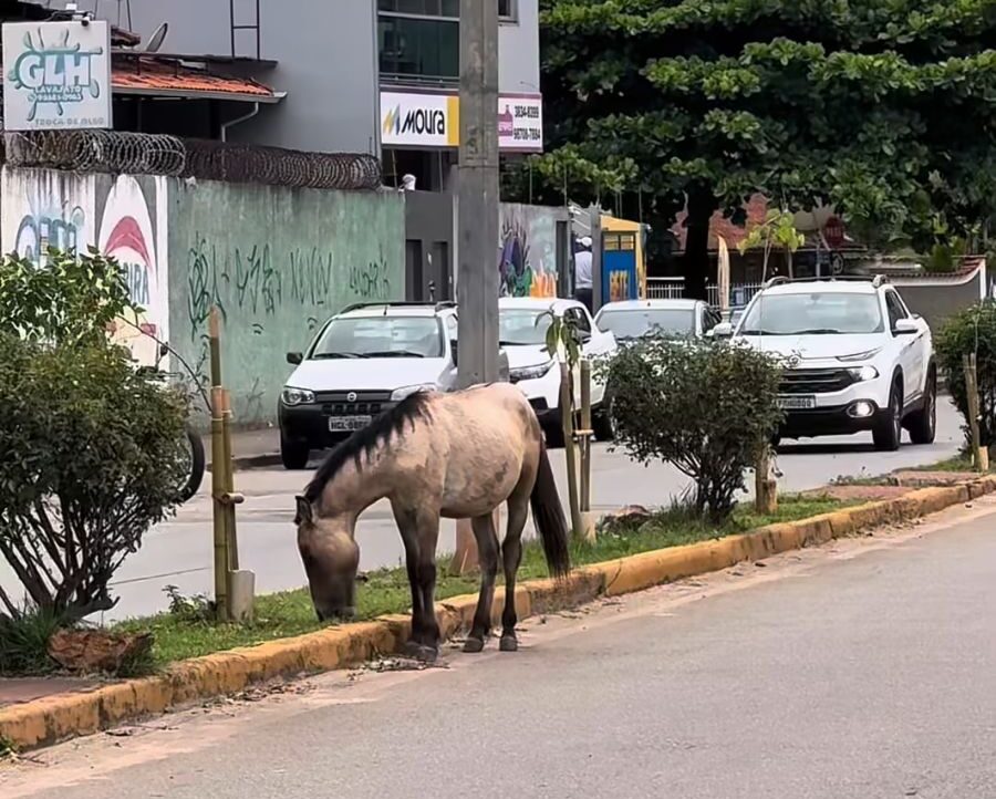 Itabira reforça fiscalização contra animais de grande porte soltos em vias públicas