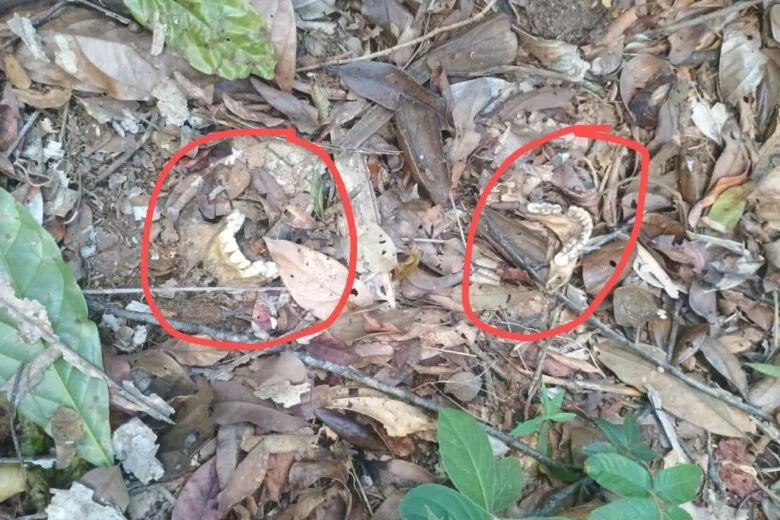 Ossada humana é encontrada em área rural de Ferros