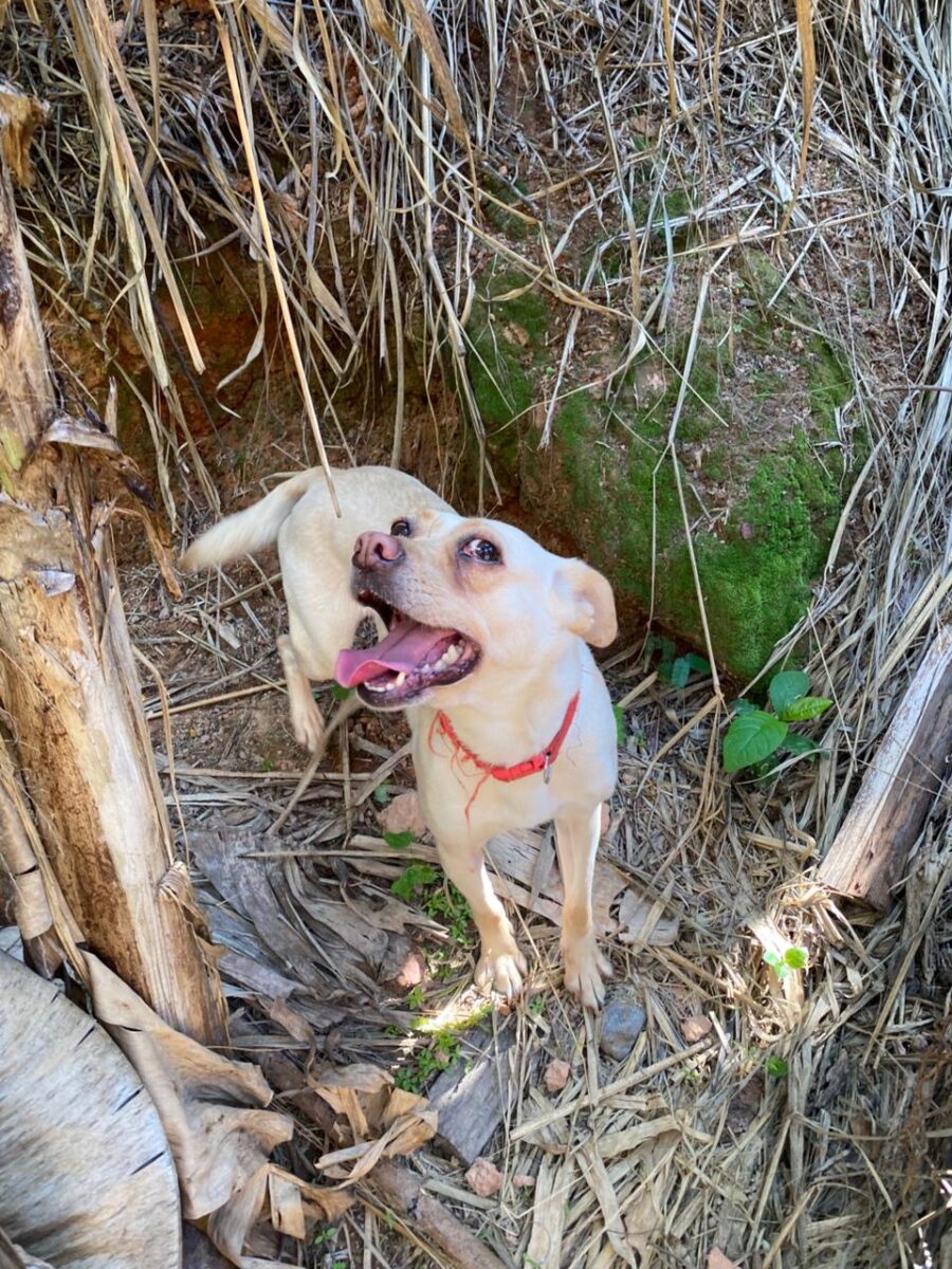 Itabirana procura por Deisy, cadela adotada que desapareceu após barulho de fogos no Bethânia