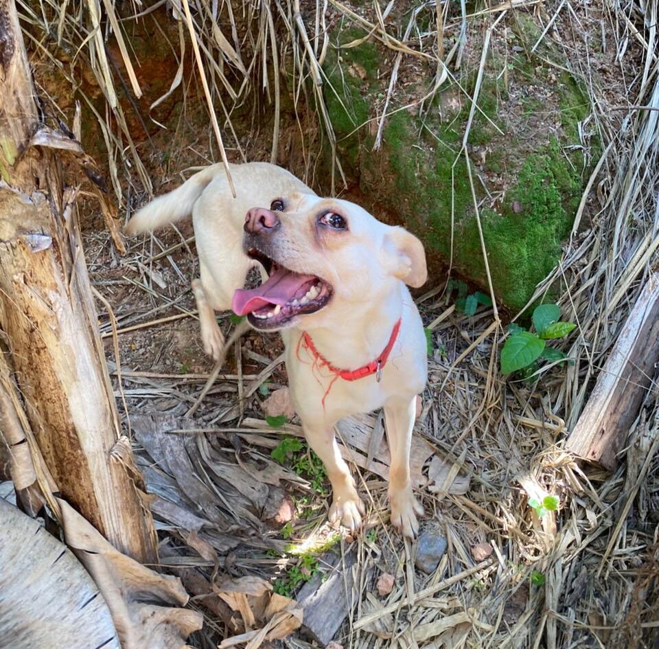 Itabirana procura por Deisy, cadela adotada que desapareceu após barulho de fogos no Bethânia