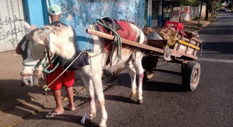 Lei que proíbe circulação de carroças em BH entra em vigor nesta quinta-feira, mas multas estão suspensas