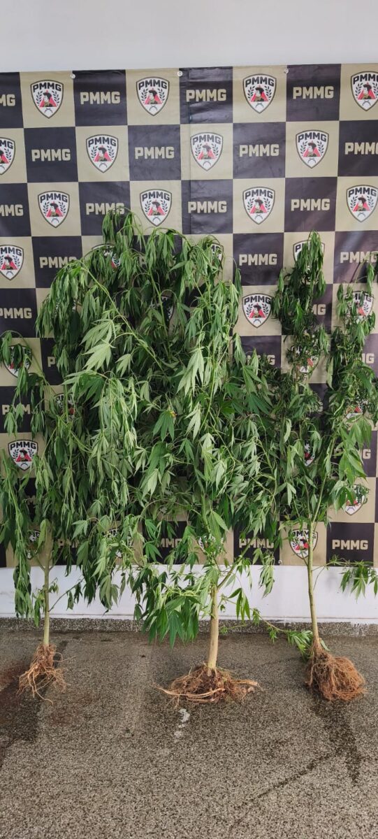 Polícia apreende pés de maconha, em João Monlevade