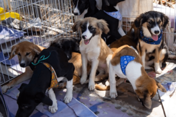 Belo Horizonte cria marco regulatório para feiras de adoção de cães e gatos