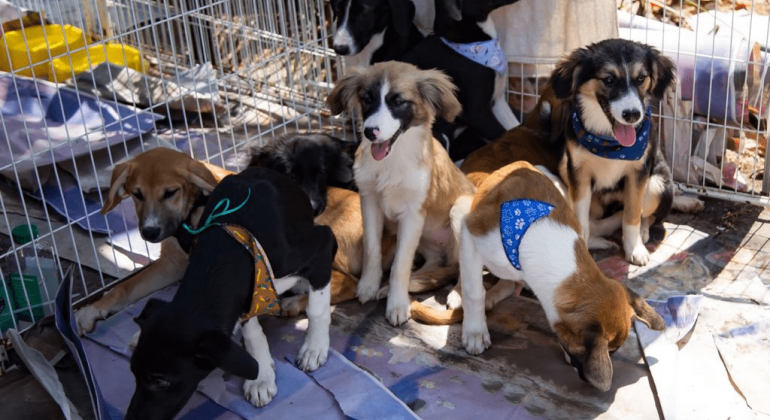 Belo Horizonte cria marco regulatório para feiras de adoção de cães e gatos