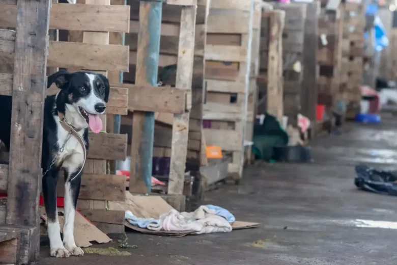 Maus-tratos a animais crescem em Minas e expõem limites do modelo reativo de enfrentamento à violência