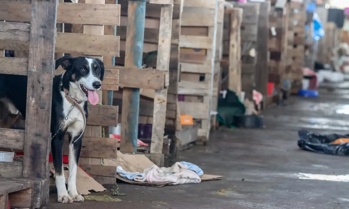 Maus-tratos a animais crescem em Minas e expõem limites do modelo reativo de enfrentamento à violência