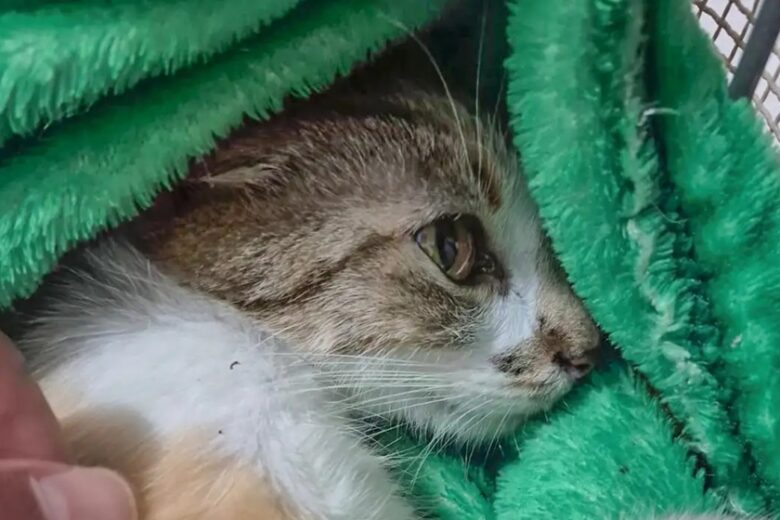 Mulher é presa após arremessar gata do 12º andar de prédio; animal sobrevive em estado grave