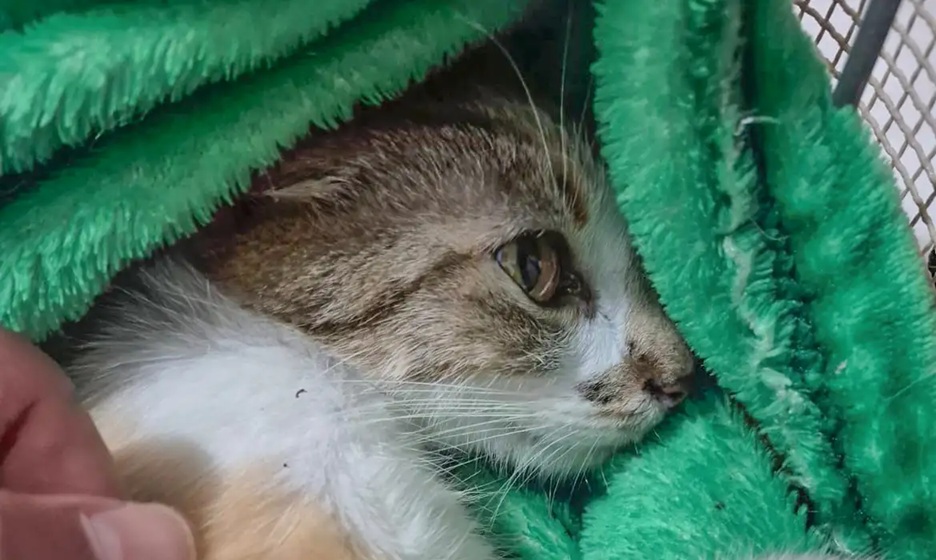 Mulher é presa após arremessar gata do 12º andar de prédio; animal sobrevive em estado grave