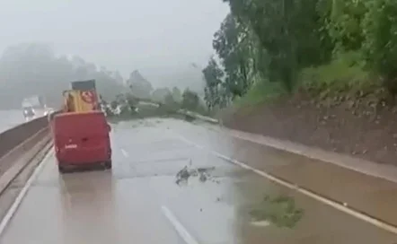 Árvore é removida e trânsito é totalmente liberado na BR-381 entre Caeté e Nova União
