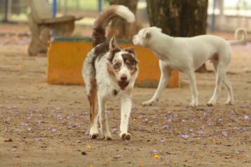 Exposição a multidões no carnaval traz riscos à saúde dos animais