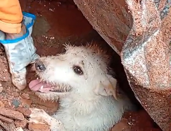 Cão “Pumba” é encontrado com vida sob escombros em Juiz de Fora e resgate comove moradores