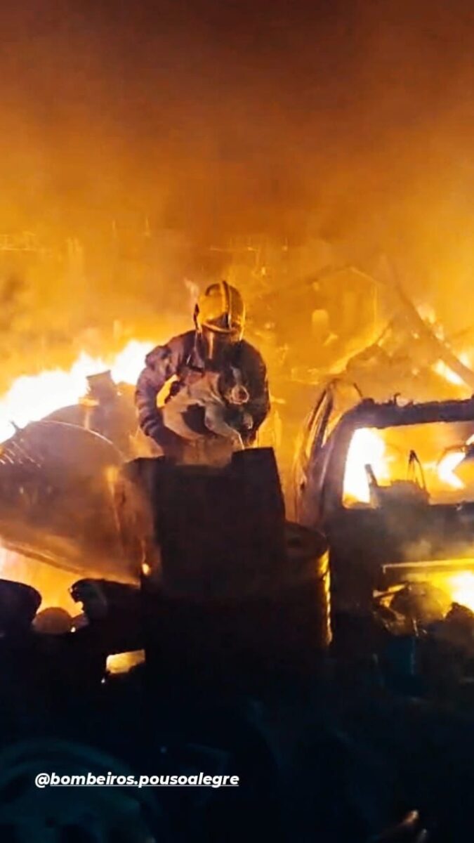 Bombeiros resgatam cadela durante incêndio de grandes proporções em depósito na BR-459