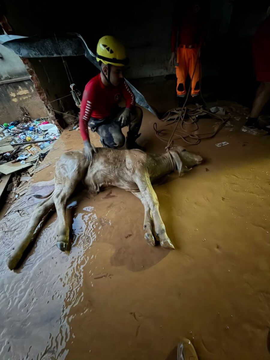 Chuvas na Zona da Mata: bombeiros resgatam bezerro ilhado em área alagada em Ubá; assista ao vídeo