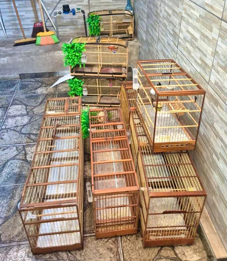 Polícia apreende 23 aves silvestres mantidas em cativeiro irregular em Belo Horizonte