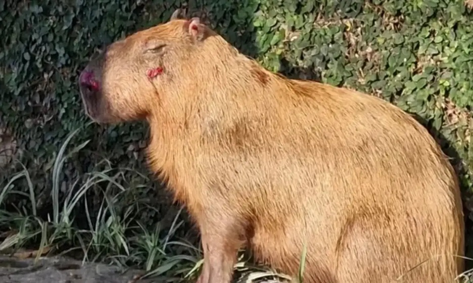 Agressores de capivara tem prisão convertida em preventiva, no Rio de Janeiro