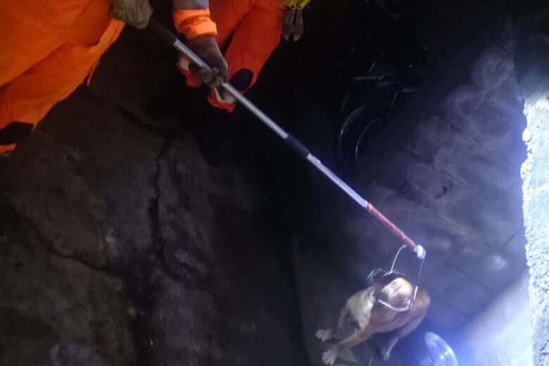 Bombeiros resgatam cadela presa em corrente durante a madrugada em João Monlevade