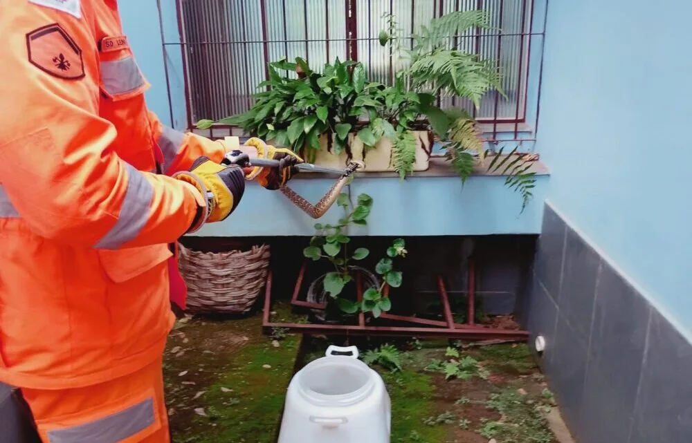 Bombeiros capturam cobra cascavel em residência em Rio Piracicaba