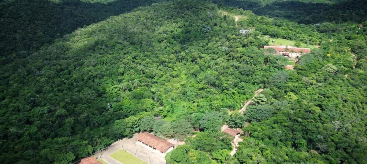Imagem: De quase carvão a patrimônio natural: a história do Parque Estadual Mata do Limoeiro