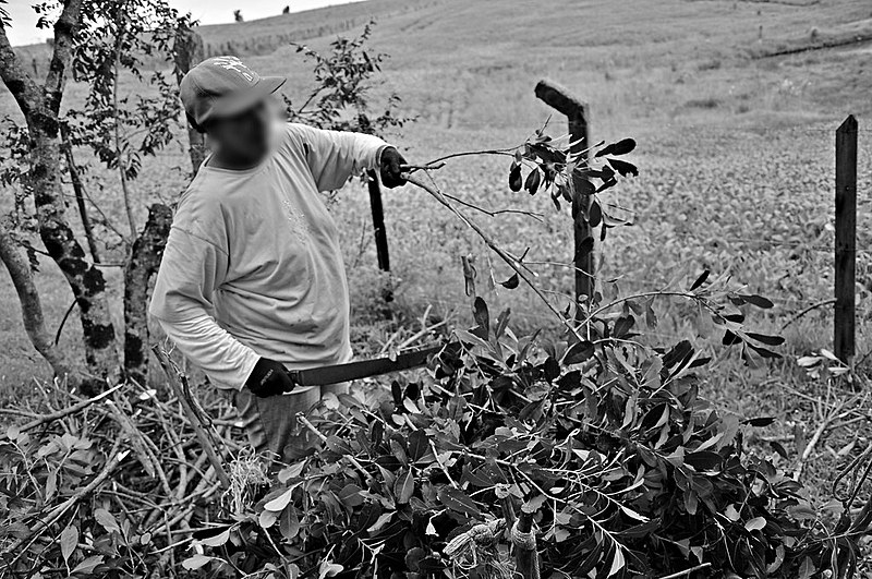 Audiência expõe denúncias de trabalho escravo no Sul de Minas