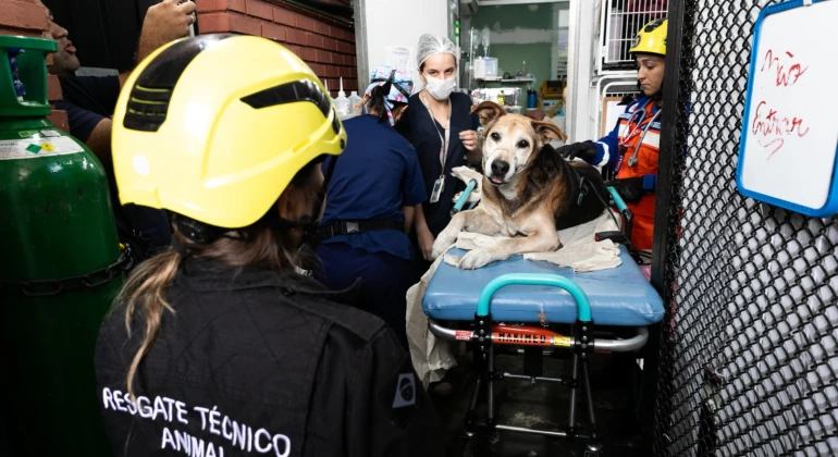BH terá UPA para animais no segundo semestre e nova unidade veterinária até maio