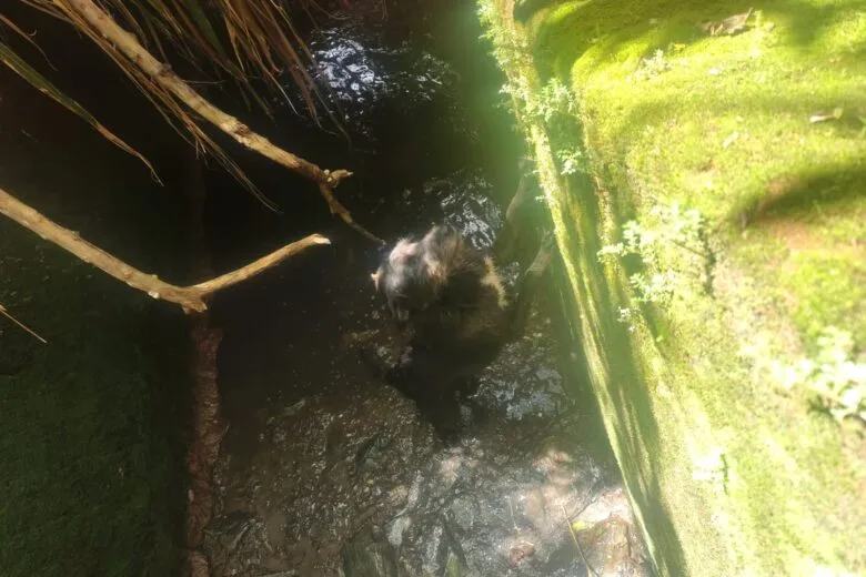 Cão é resgatado de canaleta com três metros de profundidade em João Monlevade