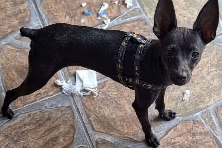 Tutores pedem ajuda para encontrar cachorro desaparecido no bairro Gabiroba, em Itabira