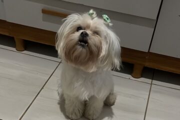 Tutora procura por cachorra desaparecida no bairro Jardim das Oliveiras, em Itabira