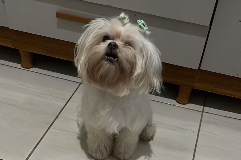 Tutora procura por cachorra desaparecida no bairro Jardim das Oliveiras, em Itabira