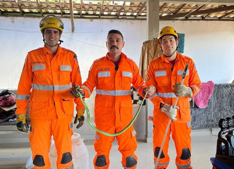Corpo de Bombeiros capturam cobra cipó em residência de Bela Vista de Minas