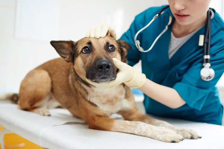 Clínica veterinária terá que indenizar tutor após castração incompleta de cadela em Minas Clínica veterinária terá que indenizar tutor após castração incompleta de cadela em Minas