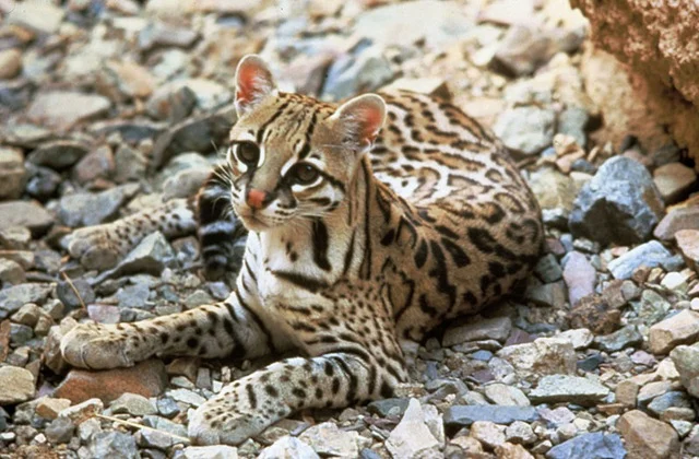 Jaguatirica morre atropelada na MGC-120, em Nova Era