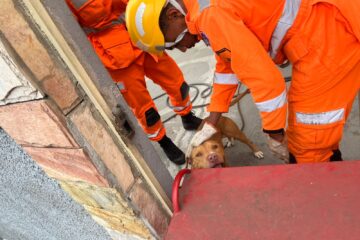Bombeiros capturam pitbull solto em bairro de João Monlevade