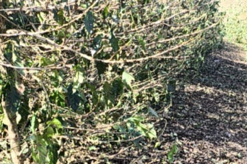 Granizo atinge lavouras de café e preocupa produtores em Minas
