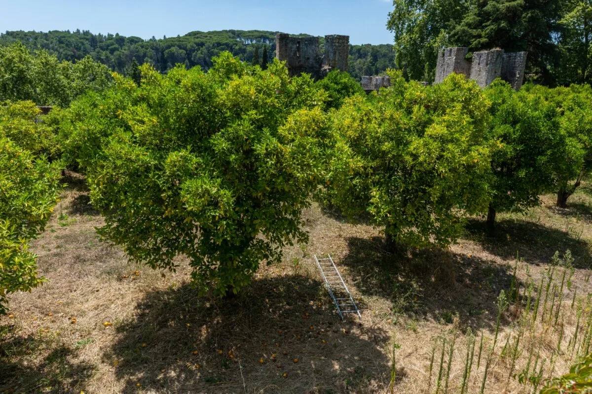 Câmara aprova em segundo turno projeto que prevê plantio de árvores frutíferas em espaços públicos de Itabira