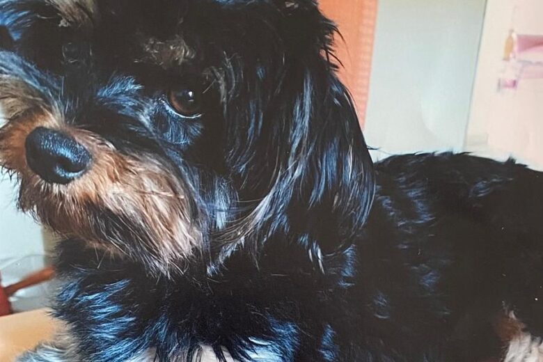 E lá se foi o meu cachorro Chiquinho! E lá se foi o meu cachorro Chiquinho!
