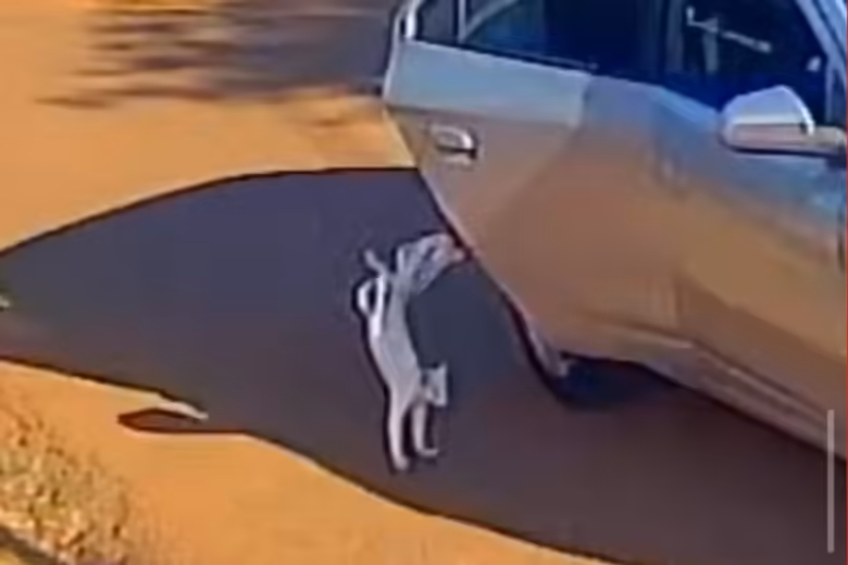 Gato é jogado de carro em movimento, corre atrás do veículo e acaba atropelado Gato é jogado de carro em movimento, corre atrás do veículo e acaba atropelado