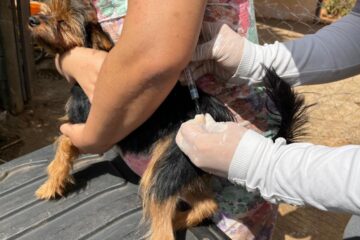 São Gonçalo do Rio Abaixo divulga o calendário   de vacinação antirrábica