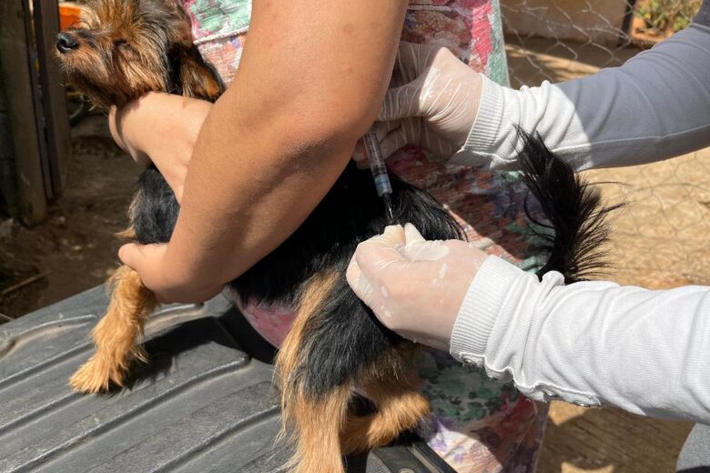 São Gonçalo do Rio Abaixo divulga o calendário de vacinação antirrábica São Gonçalo do Rio Abaixo divulga o calendário de vacinação antirrábica