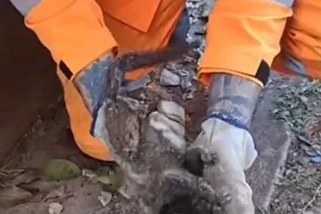 Filhote de mico é resgatado pelos bombeiros após sofrer descarga elétrica em Nova Lima