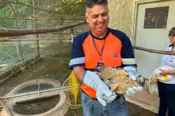 Equipes que atuam na BR-381 recebem treinamento para resgate e manejo de animais silvestres