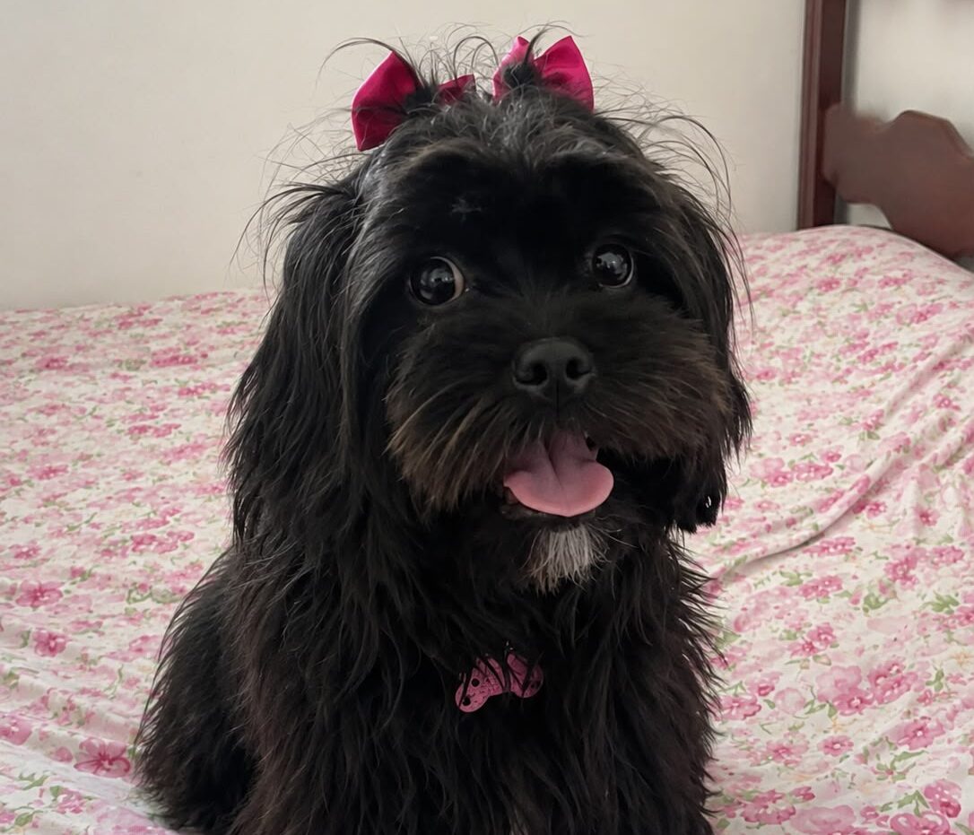 Cachorra Luna desaparece na região do bairro Bela Vista e tutora faz apelo por informações