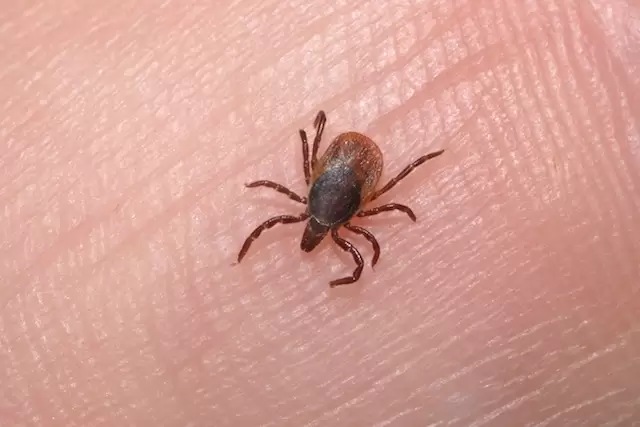 Febre maculosa: um óbito e duas suspeitas em São Gonçalo do Rio Abaixo